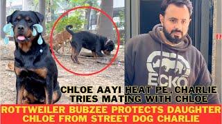 Rottweiler Bubzee Ne Aaj Bachaya Apni Daughter Chloe Ko: Chloe Ke Saath Galat Kiya Charlie Ne