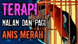 SUARA TERAPI ANIS MERAH di pagi hari, memancing anis merah lemas jadi ngotot bunyi