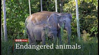 World's smallest elephant in danger of dying out  (Borneo/(Global)) 27/June/2024