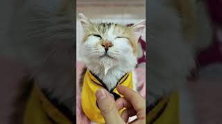 #AnimalAntics Cute Goatee Kitten: Taoist Cat's Debut Plan #CuteGoateeKitten #TaoistCat #PetDebutPlan