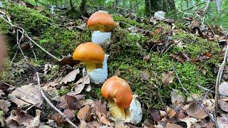 ¡¡¡¡¡¡Brotadón!!!!! Amanita Caesarea y Boletus Aereus 2023