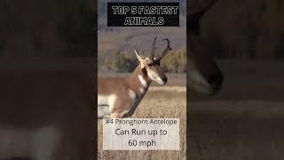 Who’s the fastest animal? #animals #nature #shorts #running #animalfacts