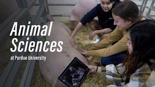 Animal Sciences: Explore the Possibilities in Purdue Agriculture