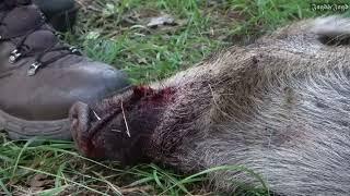 SAUENGLÜCK BEI TAGESLICHT - Schwarzwildjagd | Jagd&Jagd