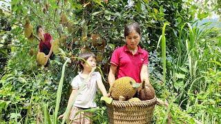 Harvest - sell jackfruit - cook delicious traditional braised fish dish.