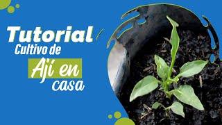  Tutorial cultivo de Ají  Huerta en casa