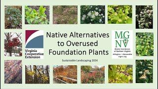 Native Alternatives to Overused Foundation Plants