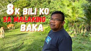 8K BILI KO SA MALAKING BAKA | BYAHE NI ROGER