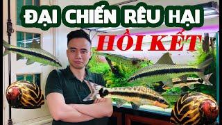 [Vlog Thuỷ sinh] Đại chiến rêu hại - Hồi kết #Greenhappiness