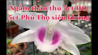 Ngắm 5ct HO, 5ct Phú Thọ siêu khủng...Hoa Lan Ba Miền