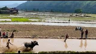 ox race rajouri marga..2023#youtube #oxraces #trending #trendingshorts #ytshorts #viral #oxrace