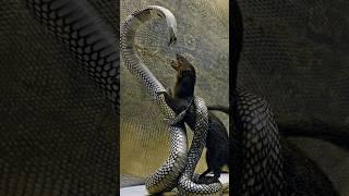 How Does The Mongoose Kill The Cobra ? #animals #shorts