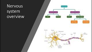 Nervous system overview