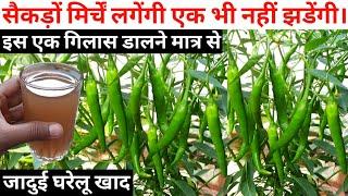 how to get maximum chillies on chilli plant|top secret|hindi