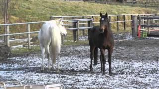 Pooh & Supi, happy retired horses