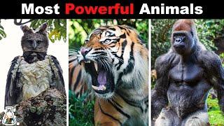 10 Strongest Animals in The World