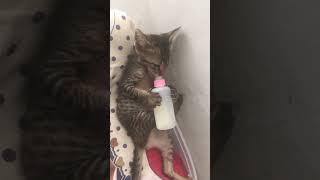 Always hungry #shortsfeed #fypシ #shortsfeed #shortvideo #pets #kitten