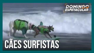 Cães mostram talento nas ondas em campeonato de surfe canino nos Estados Unidos