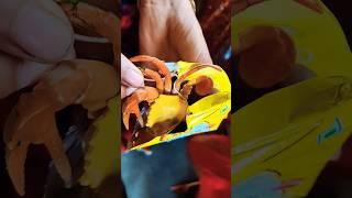 ASMR AMERICA#3328'SORIGINAL DUBBLEBUBBLE GUM (3 FRUIT FLAVORS) AND...part3