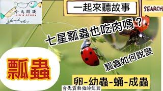 《瓢蟲》大自然探索V2：瓢蟲生態介紹與幼兒繪本故事kid’s story：《橙瓢蟲找新家》｜自然科學｜知識繪本｜環境教育｜ 田野稻間的好朋友