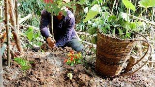 Primitive technology use life in jungle build a RAISED BED GARDEN | Gardening in the woods | Ep 9