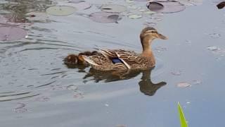 Zwei junge Enten am Teich