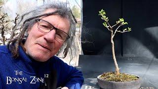 Repotting My Mulberry Tree, The Bonsai Zone, April 2025