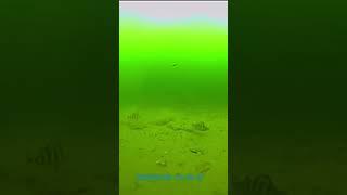 Окунь! Что за поведение, кто скажет? #рыбалканаозере #fishing #рыбалка