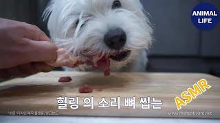 개가 뼈를 부셔먹는 소리 The sound of a dog eating raw bone