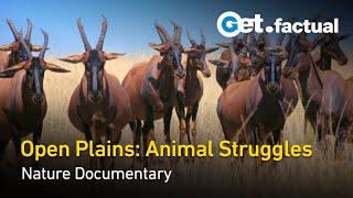 Animal Arms Race - Plains | Wildlife Documentary