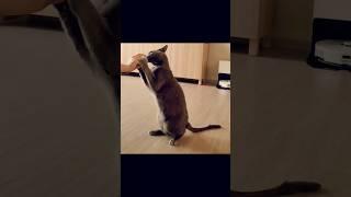 캣닢먹고 두발로 걸어보자!#고양이#집사#cat