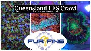 QLD Fish Shop Tour - Fur n Fins