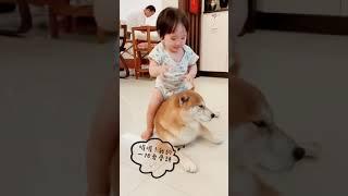 【#柴嬰日常】小寶寶黏柴犬撒嬌