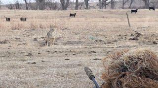 Hunter smokes huge calf killing Coyote.