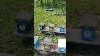 Плодных матки с пасеки Рябухина