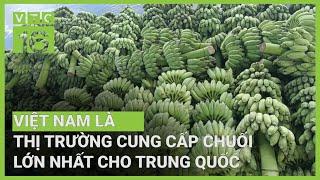 Việt Nam là thị trường cung cấp chuối lớn nhất cho Trung Quốc | VTC16