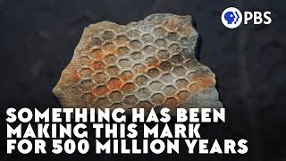 Something Has Been Making This Mark For 500 Million Years