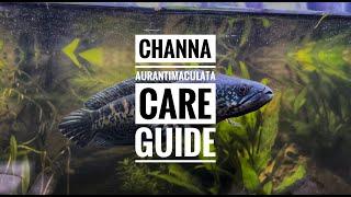 Channa Aurantimaculata Cobra Auranti Care Guide (ENG)