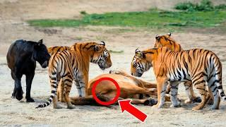 THE TIGERS TOOK THE FOAL OUT OF THE HORSE'S WOMB. WHAT HAPPENED NEXT WAS AMAZING!