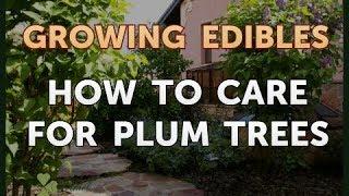 How to Care for Plum Trees