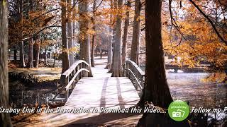 Free 4K Nature Autumn background Ambience of a Creek, Footbridge, Leaves Falling, Bright Sunlight