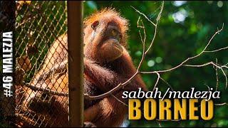 BORNEO | NASZ 3-TYGODNIOWY POBYT W SABAH