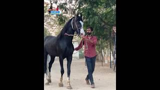 #horse #stallion_pruthviraj #horselover Mr. કણબી  500 Patan Mitul Patel 9824231927 Karan Asav Farm