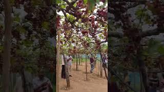 Agathan film Location
