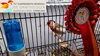 25,000 birds 🫨 71st World Ornithology Championship 2024 - Talavera de la Reina (Spain) 