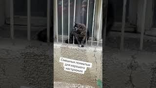 Смешные лохматые для хорошего настроения @TravelLifeKids