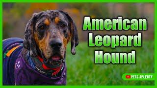 Uncovering the Mysterious American Leopard Hound - What You Need to Know!