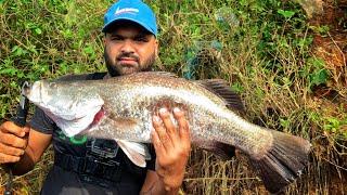 Hooked on Barramundi: Epic Battle to Reel It In. Goafishing / Indiafishing