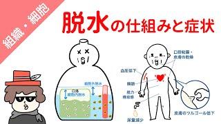 脱水のメカニズムと症状（高張性脱水、低張性脱水、等張性脱水のそれぞれの違い）