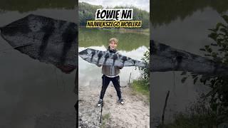 Największy wobler Świata  #dc #fishing #nateb #okoń #fishinglife